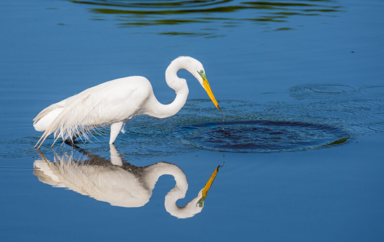 Birds exemplify the cycle of life
